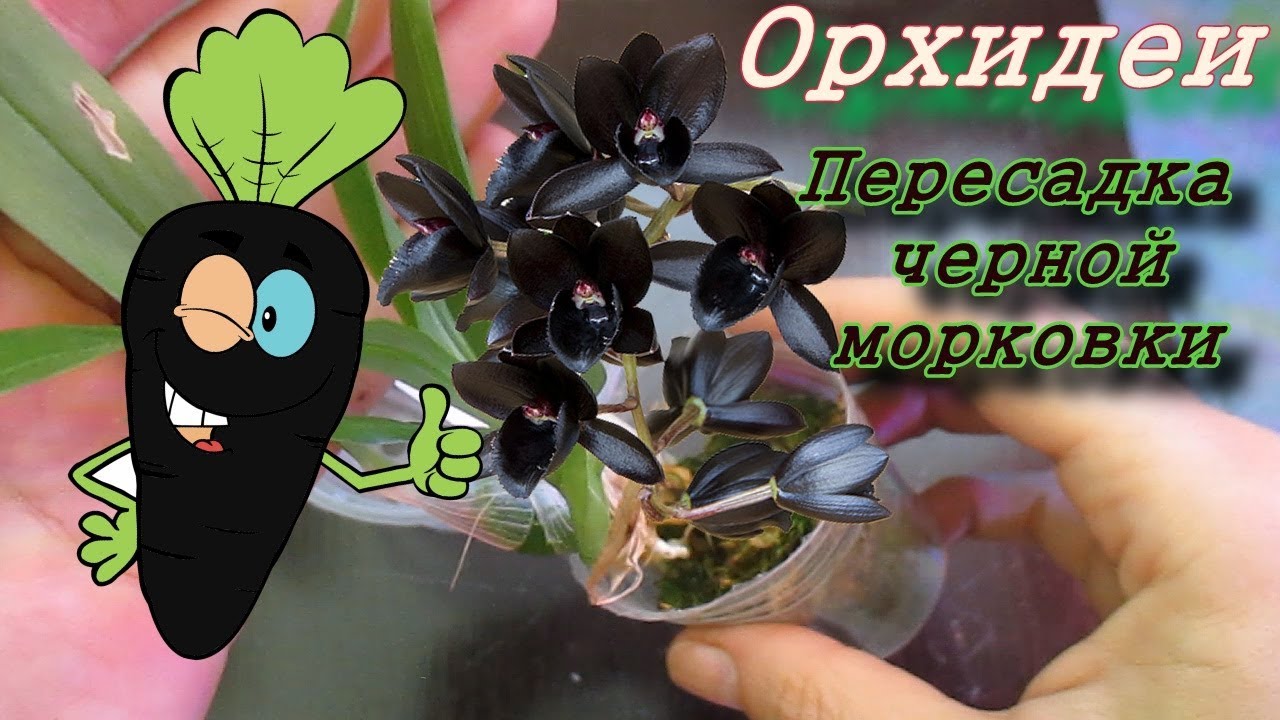 Пересадка орихидеи Fdk.after dark'svo black pearl'