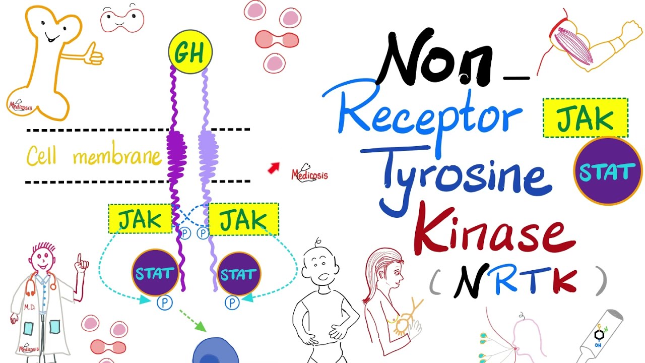 Путь JAK-STAT — Нерецепторная тирозинкиназа (NRTK) — Клеточная сигнализация — Плейлист по эндокри...
