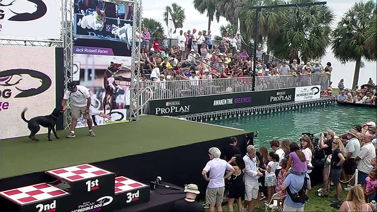 Diving Dog - 2013 Purina® Incredible Dog Challenge® St. Petersburg