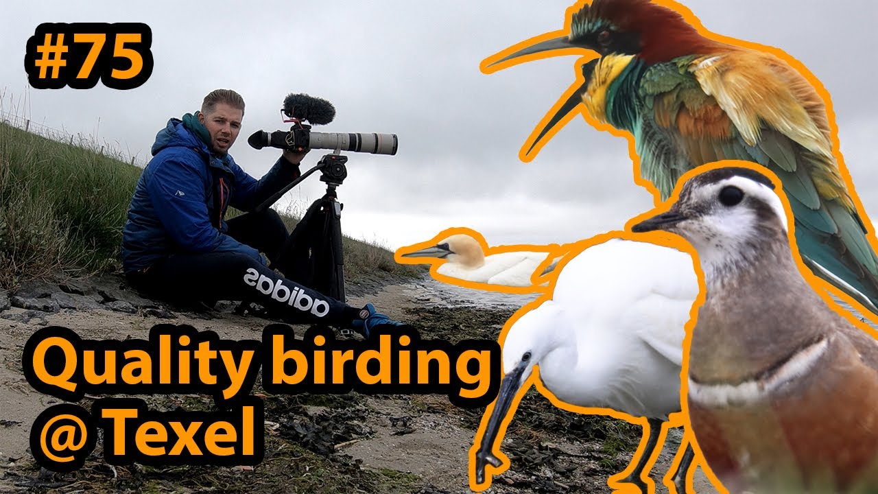 Europa's mooiste vogel?