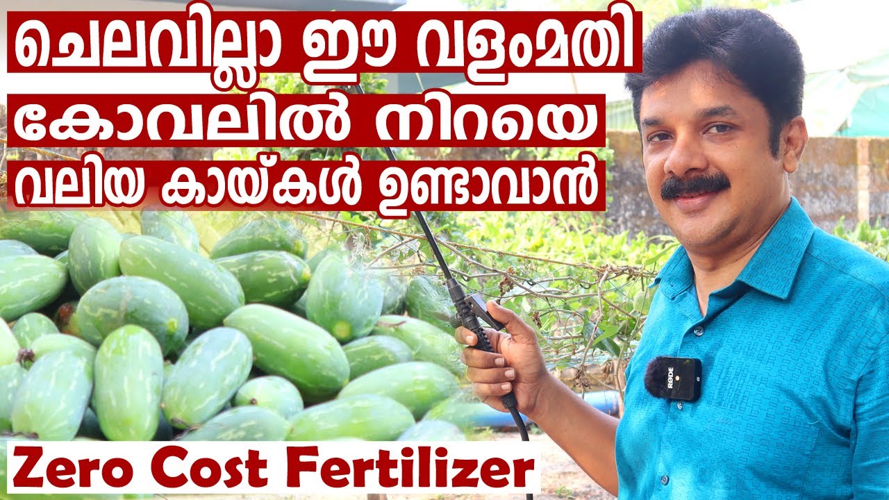 കോവലിൽ നിറയെ വലിയ കായ്കൾ ഉണ്ടാവാൻ ഇത് ചെയ്‌താൽ മതി | Best Fertilizer for Koval Krishi Malayalam