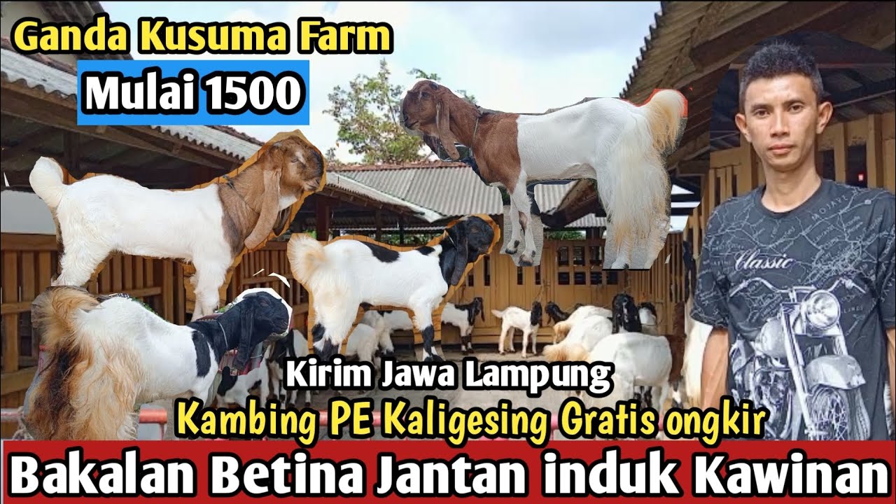 1500...!! GRATIS ONGKIR SE JAWA KAMBING PE KALIGESING Gandakusuma farm#hargakambing#kambingpe