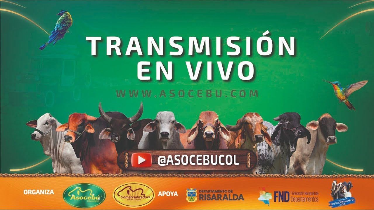 78 FERIA NACIONAL CEBÚ - PEREIRA RISARALDA DIA 4