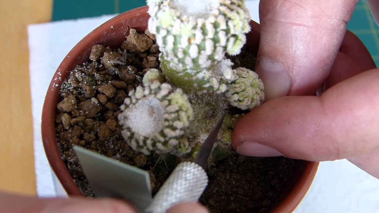 Grafting on pereskiopsis additional techniques