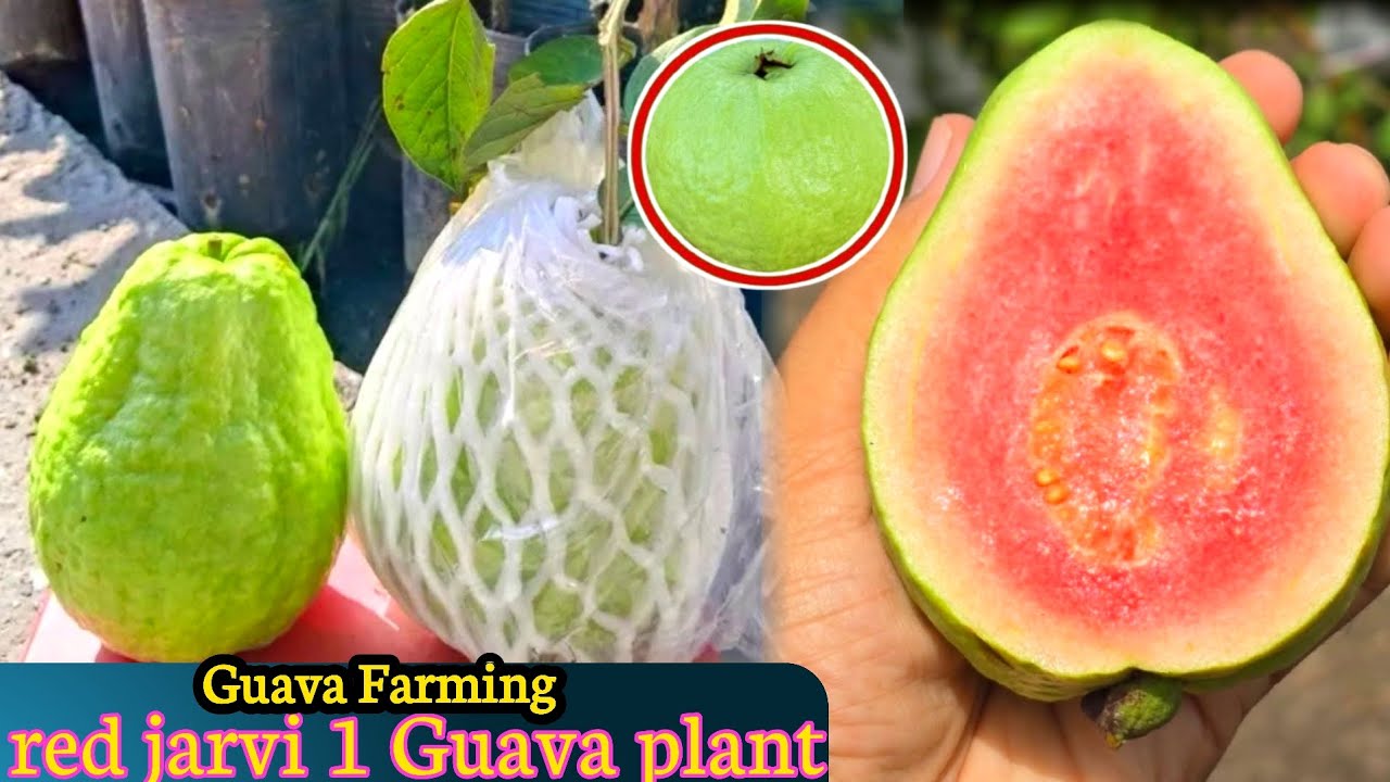 red diamond 1 guava plant / jarvi red diamond Farming 