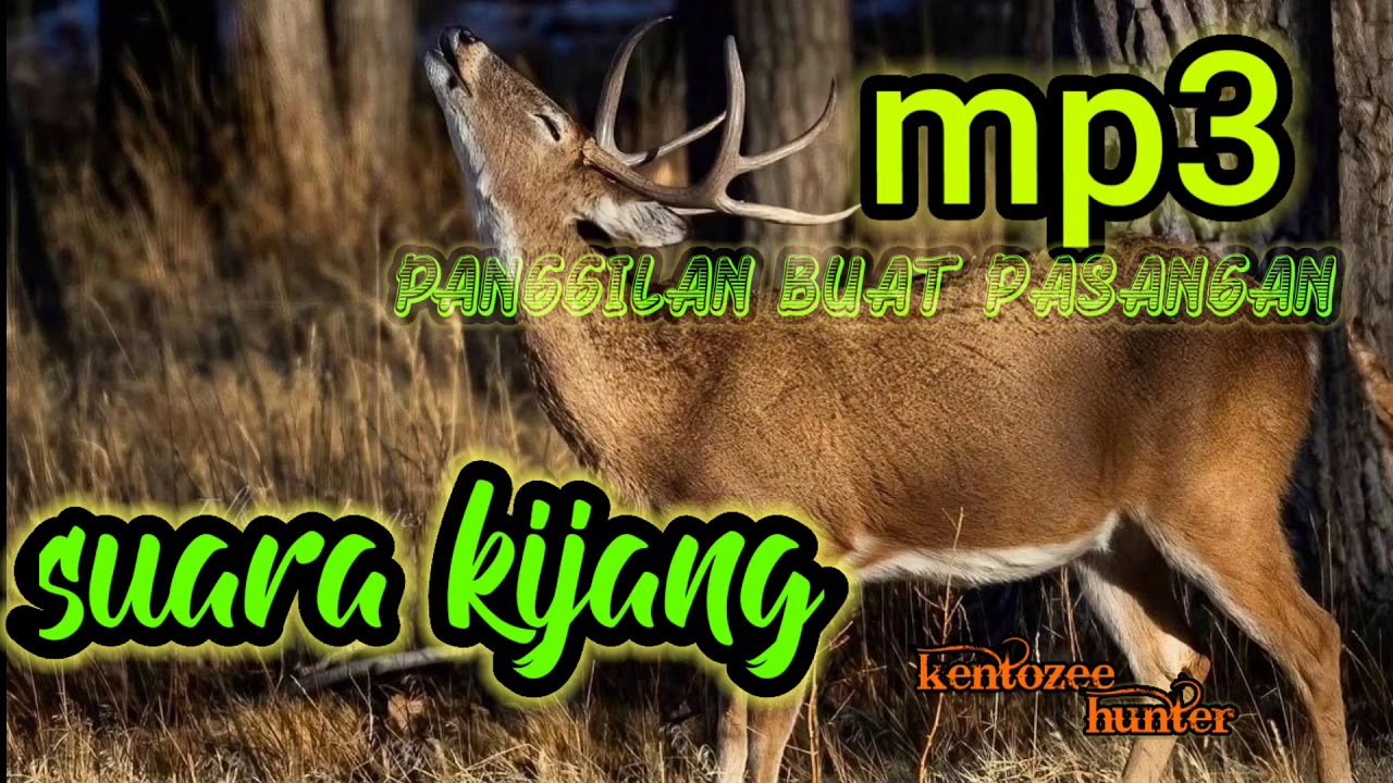Suara kijang liar, pemanggil Pasangan