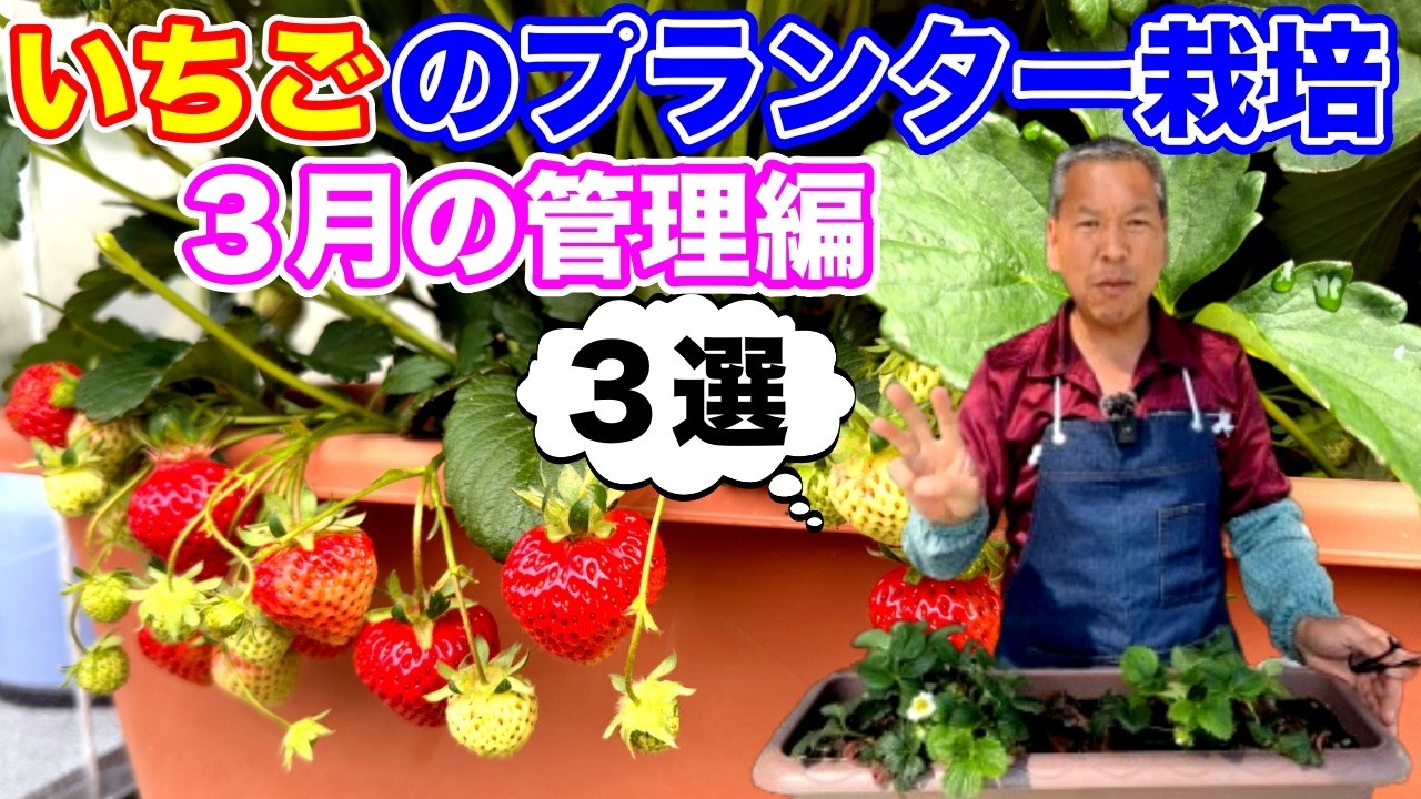 【いちごのプランター栽培】寒さの去った3月にやるお手入れ3選！！〜サラリーマンでも出来るイチゴ栽培〜