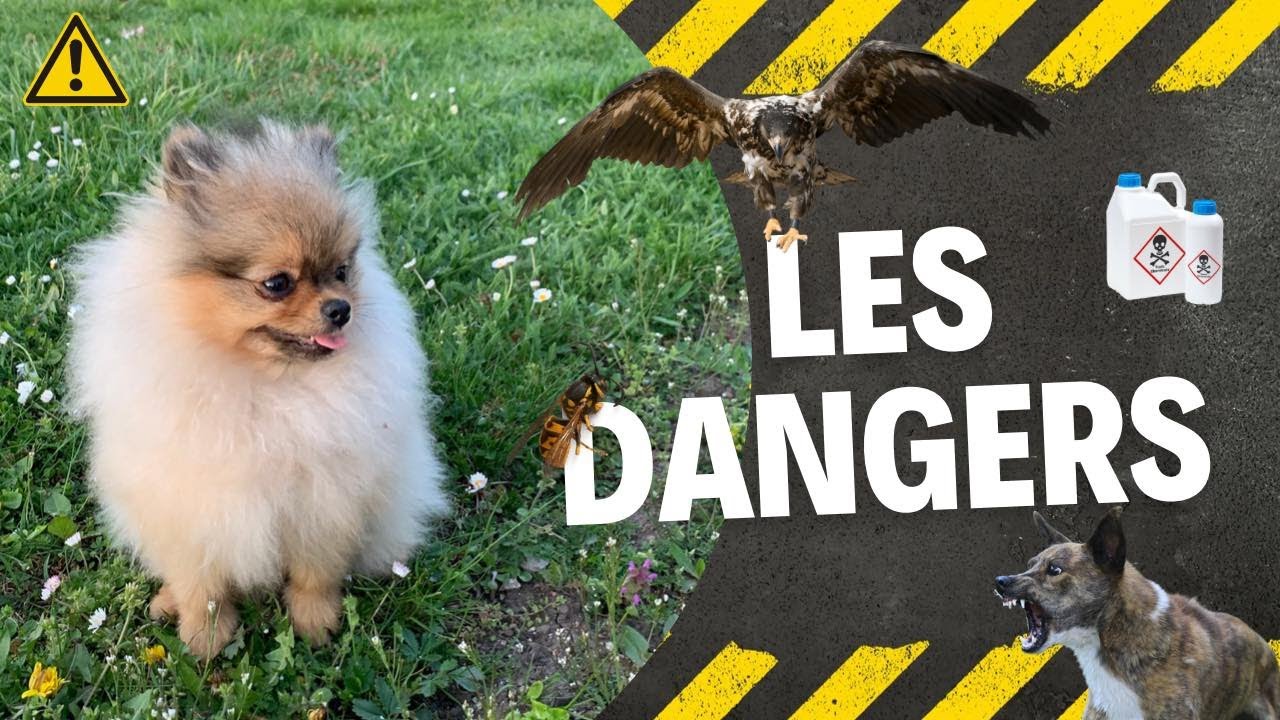 🐶 Quels sont les dangers pour un Spitz Nain ? 🐾 : ✦ 100% #POMERANIAN
