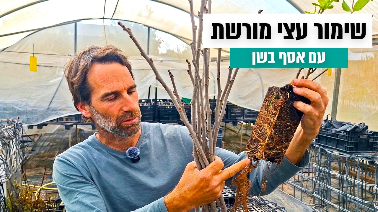 פגישה עם האגרונום אסף בשן | האיש שמציל את עצי המורשת של ישראל