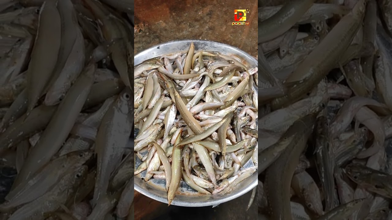Goalabazar | Osmaninagar | Sylhet | HatBazar | হাটবাজার | রোজার বাজার