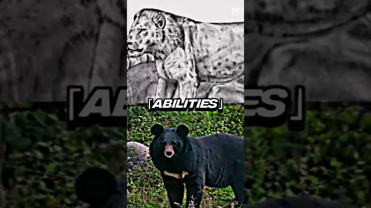natodomeri lion vs asian Black bear