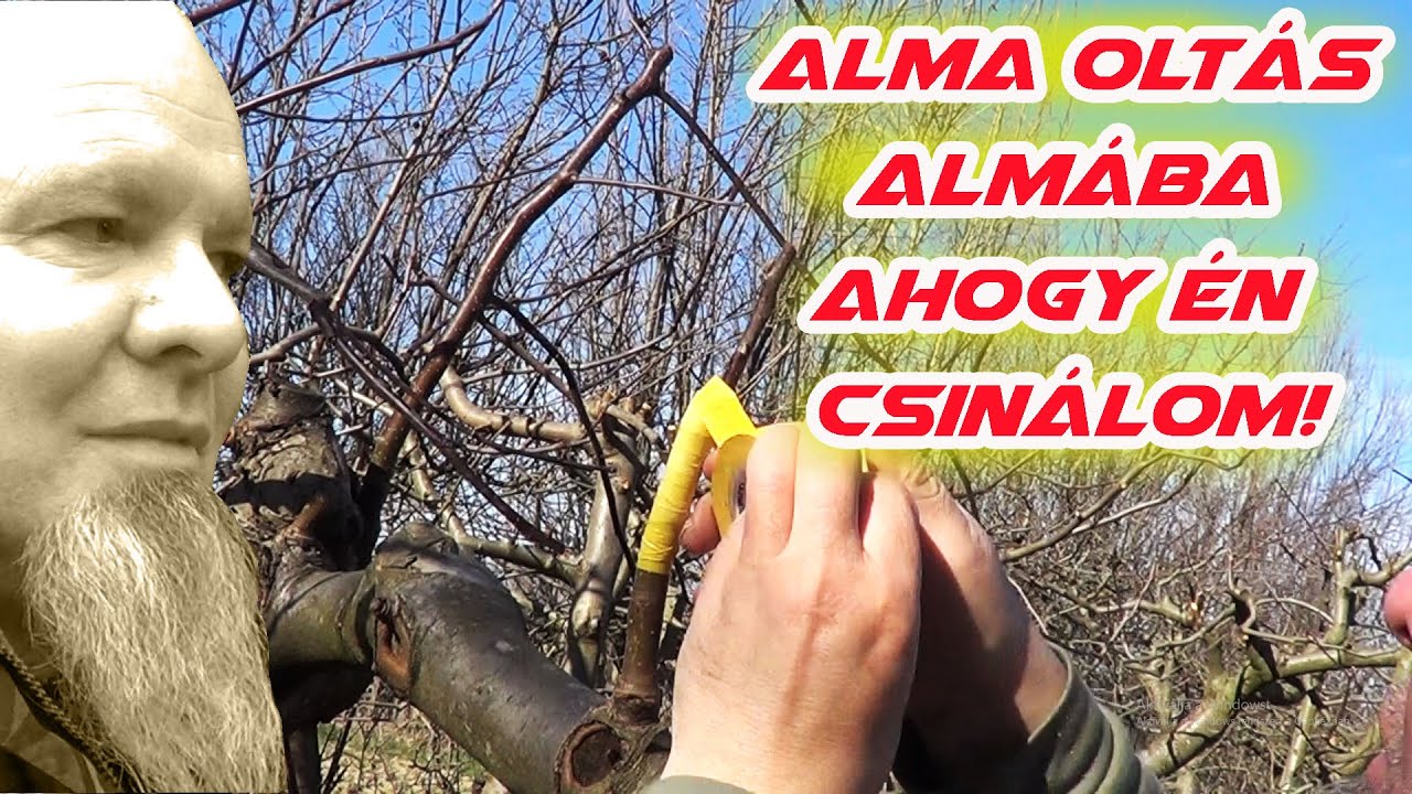 Alma oltás almába - Én így csinálom!