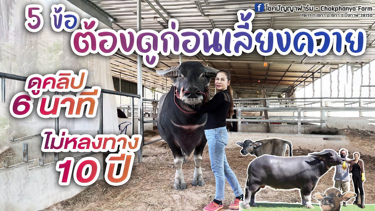 ก่อนลงทุนเลี้ยงควายต้องดู ห้ามพลาด  #ควายงาม #ควายไทย