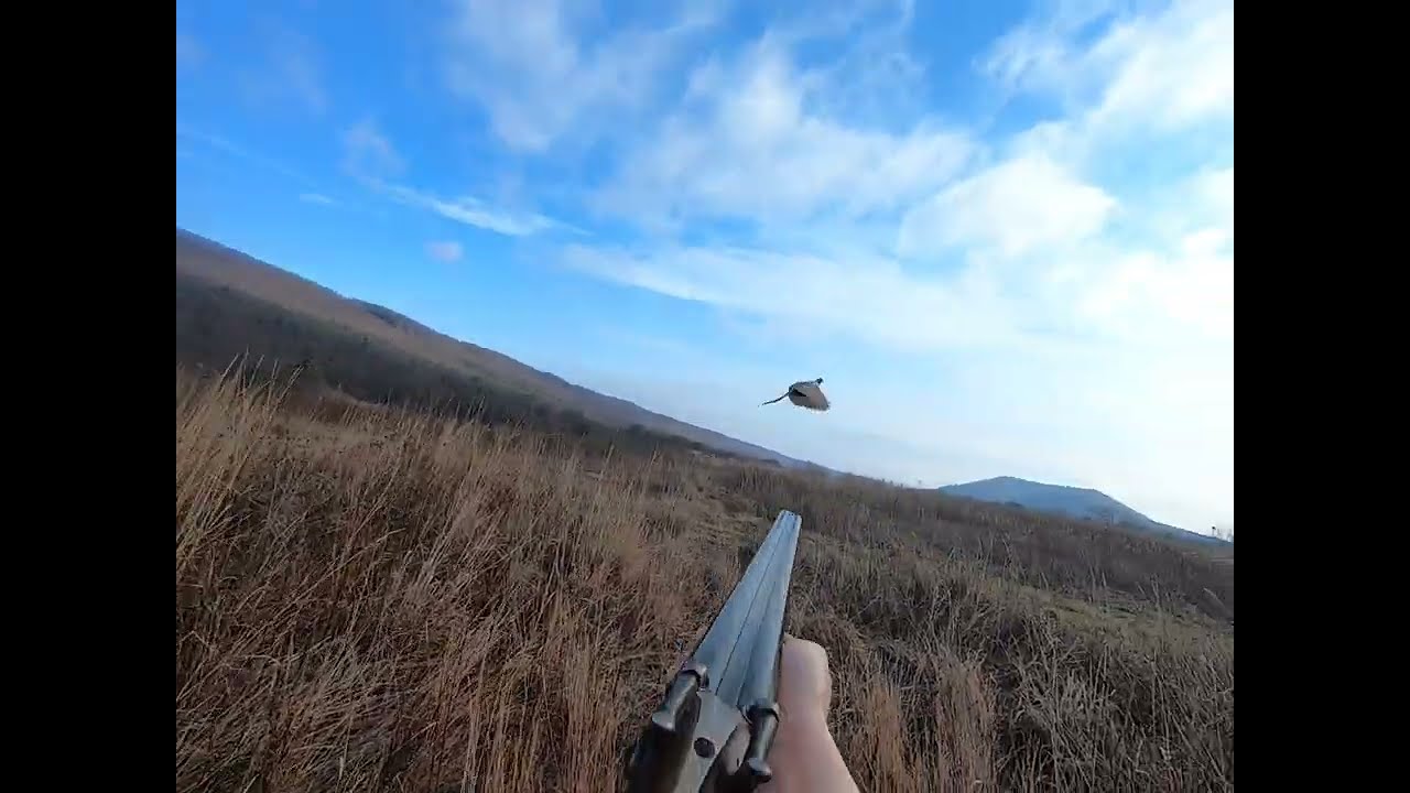 Hunting Pheasant with Black Powder Muzzleloading Shotgun