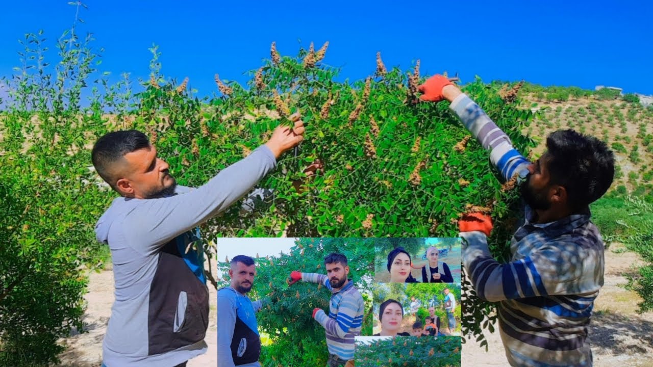 بداية موسم قطف السماق رحنا حوشنا سماق أجواء حلوة كتير تابعوا الفيديو للأخير،🌹