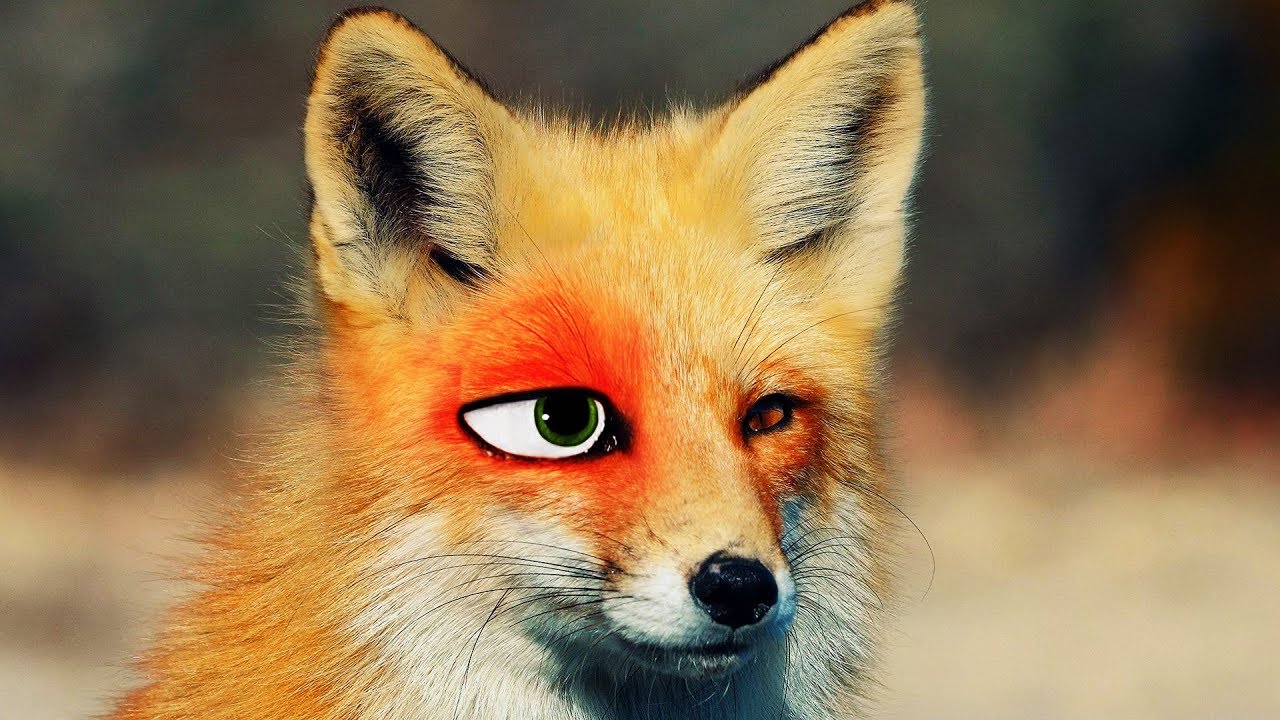 watch him become the FOX from ZOOTOPIA!
