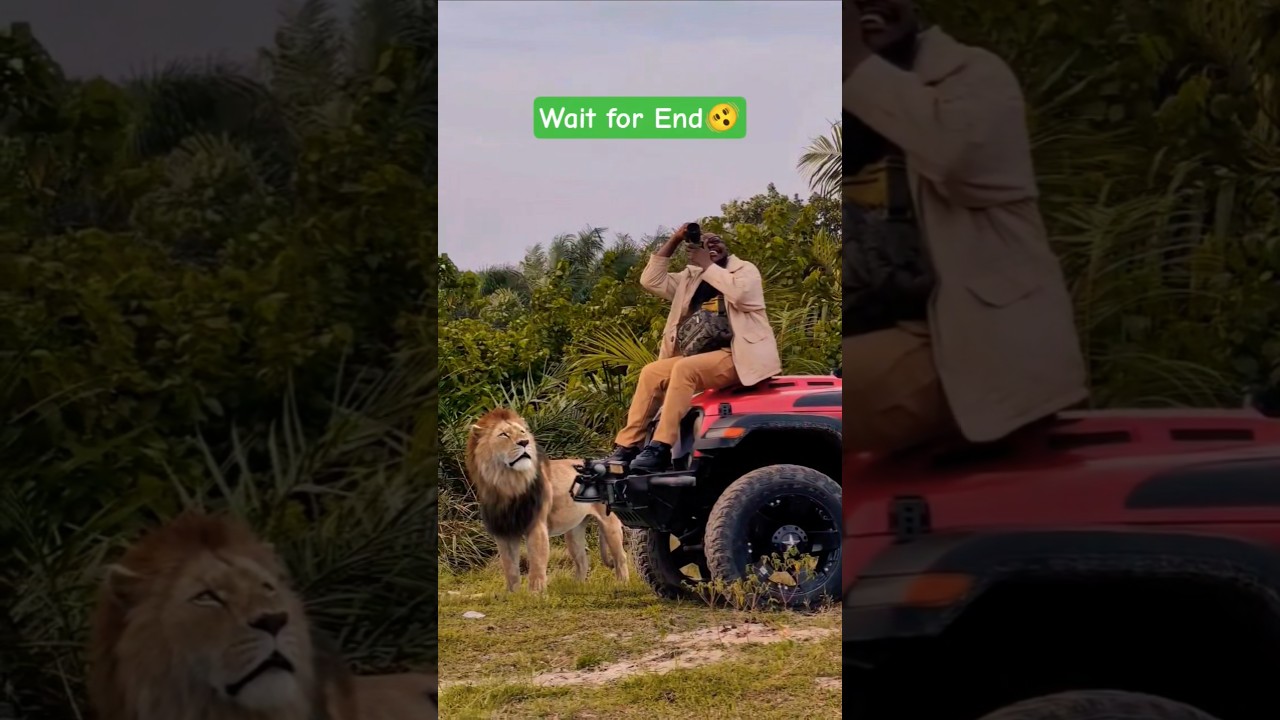 🔥Safari Surprise🦁Lion Next to Jeep  #LionEncounter #SafariAdventure #WildlifeMoments #JungleSafari