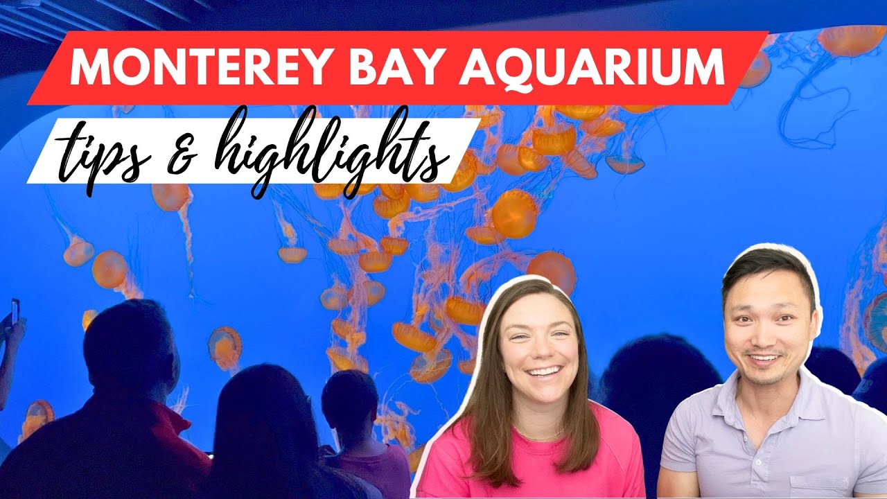 Monterey Bay Aquarium Must Know Tips & Highlights