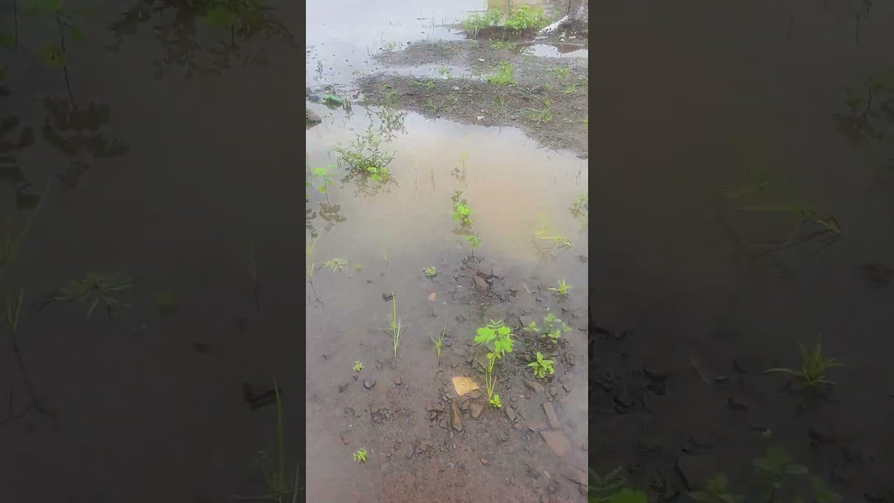 ground level report of rain