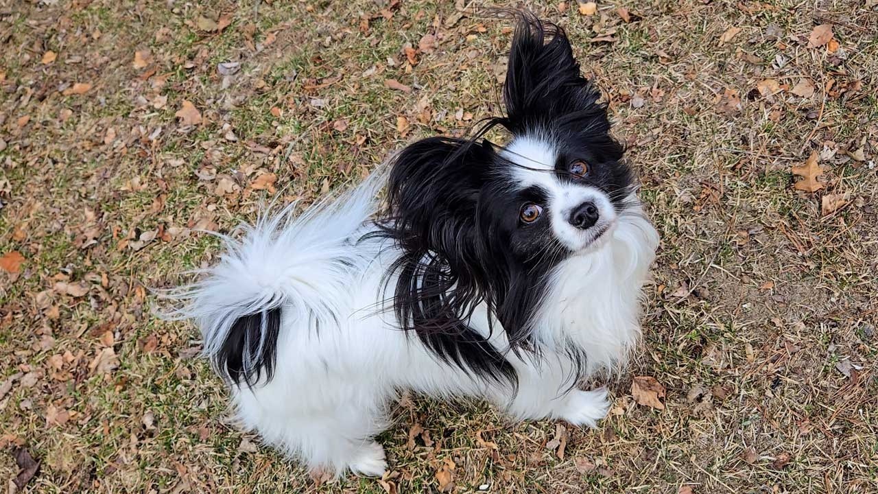 Beau the Papillon dog having fun