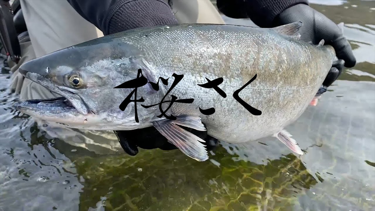 【宮城県サクラマス】川サクラ始めました(追波川)