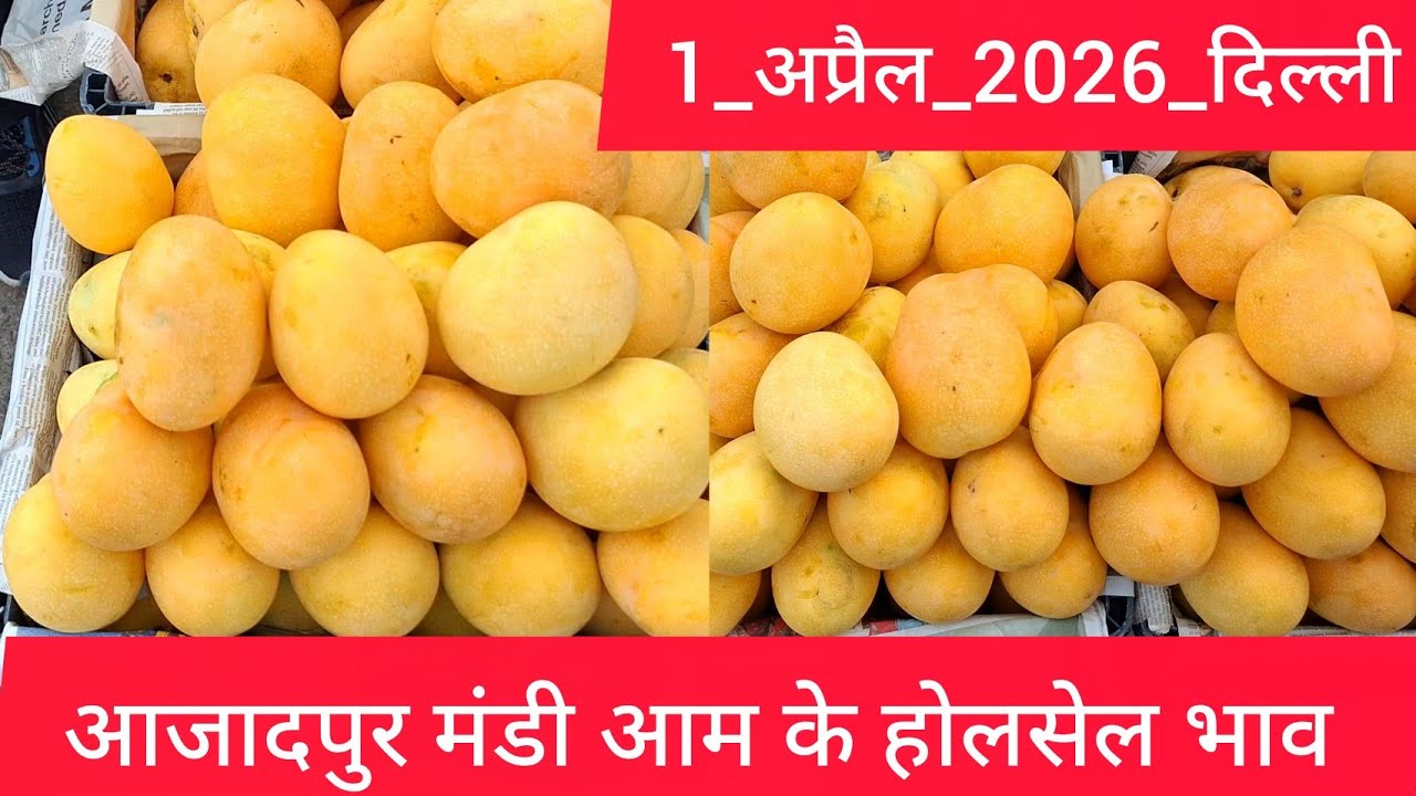 1 April 2026 दिल्ली 🥭 आम का भाव Azadpur Delhi Mandi Today Mango Market Price Aam Ka Aaj Ka Rate
