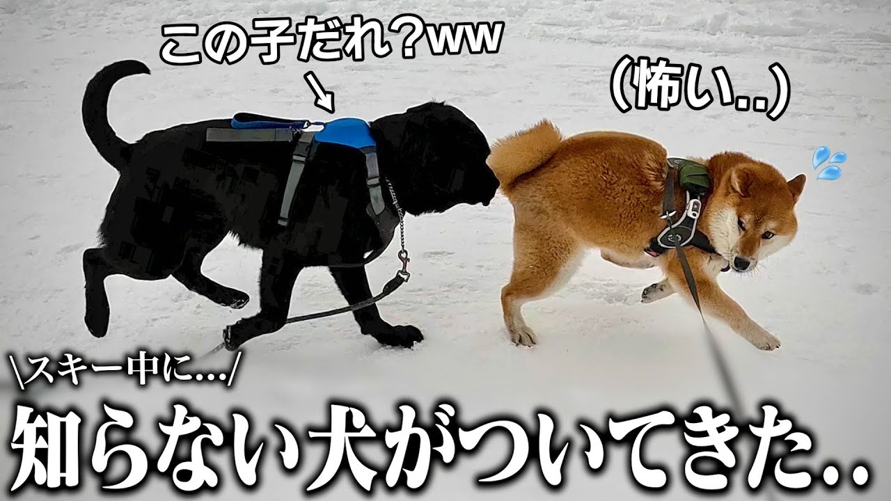 【衝撃】初めてのスキー中に知らない大型犬に乱入されてガチ焦りする柴犬こまちゃん。「どこから来たの？」【和風総分家】