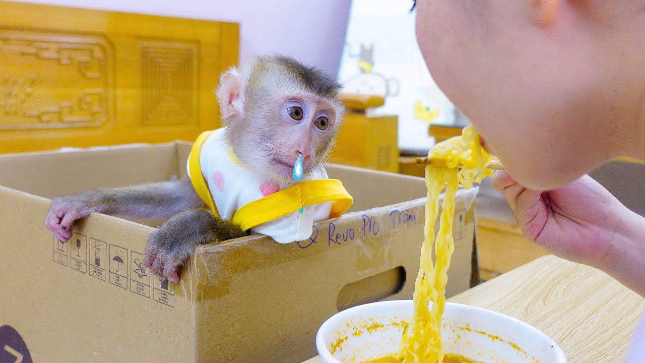 Monkey Pupu plans to eat Mom's instant noodles