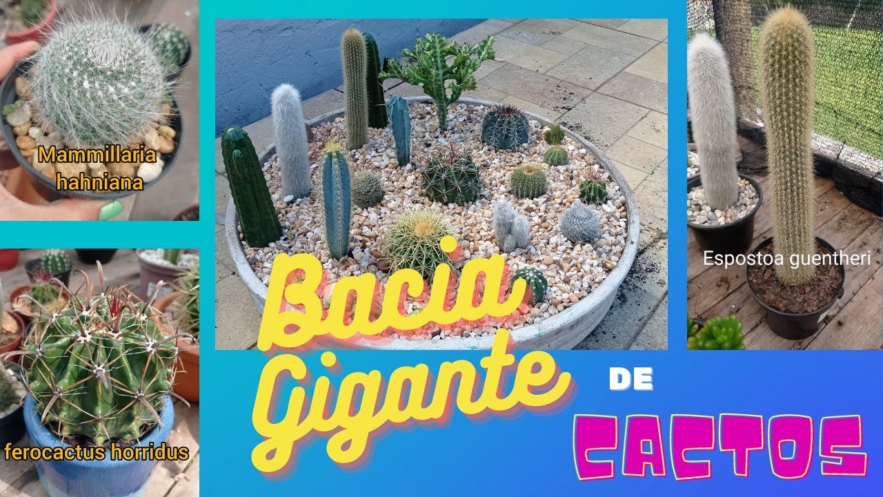 Maior bacia de Cactos que ja montei, e identificação de Cactos