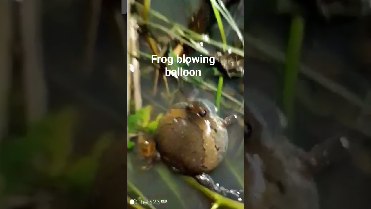 Meet the Balloon Bellied Blower Frog #frog #shortsviral  #everyoneactive #havefun #reptiles #viral