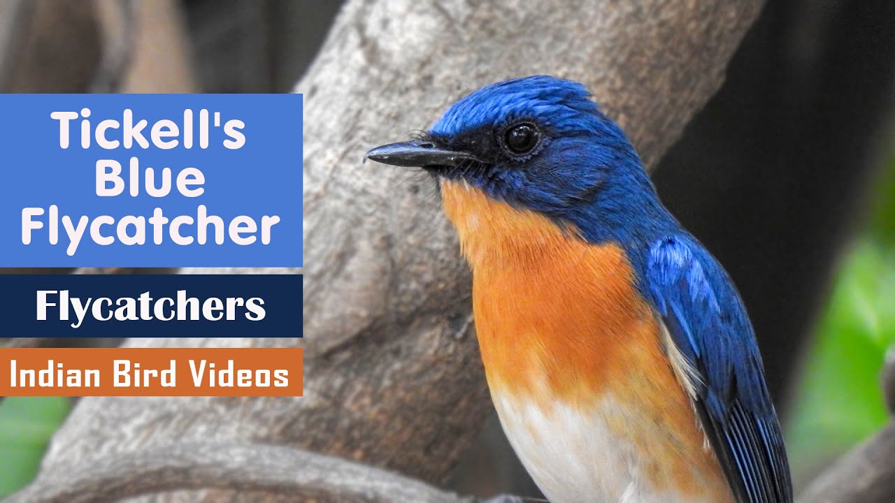 Tickell's blue flycatcher (Cyornis tickelliae) - निलीमा/നീലക്കുരുവി/Beautiful small flycatcher