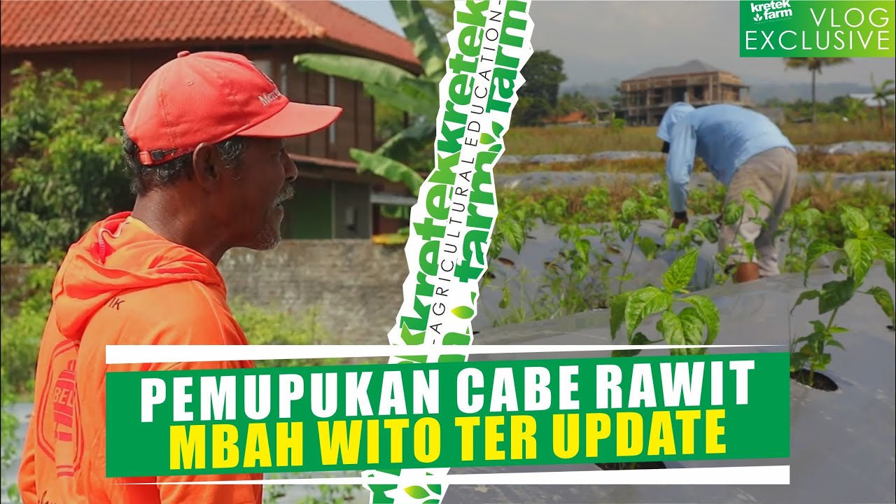 Pemupukan tanaman cabe rawit milik mbah wito agar tanaman cabe rawit tumbuh subur dan berbuah lebat