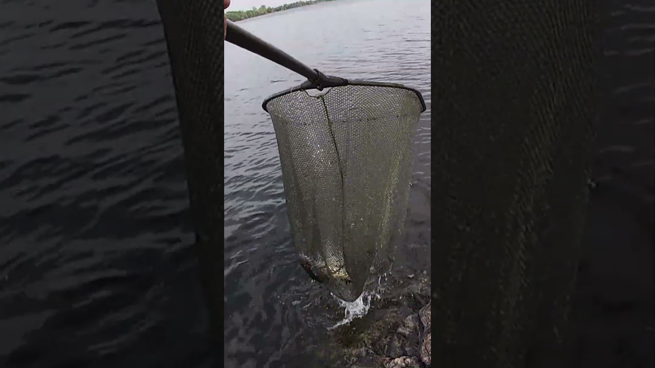 100% BEST METHOD FOR FISHING ZANDER OR PIKEPERCH #fishing #fish #zander #pikeperch