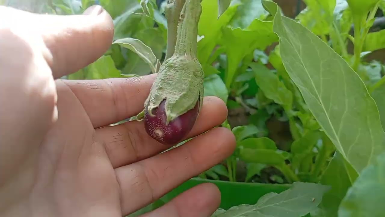 تجهيز التربة للزراعة توثيق جميع المزروعات فوائد تاخفيف النباتات فيديو مهم وممتع 
