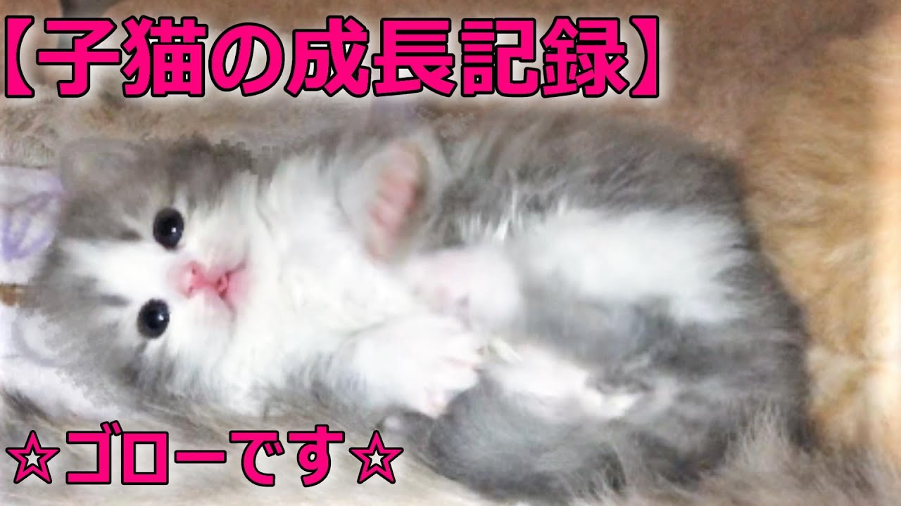 【子猫の成長記録♡マンチカン短足♡タマちゃんの子育て∼ゴロー編∼】2020年6月最新ブリーダー情報!!『タマの日常Vol.16』６匹兄妹♡猫の子育て動画♡猫専門ブリーダー『ペット蔵人』