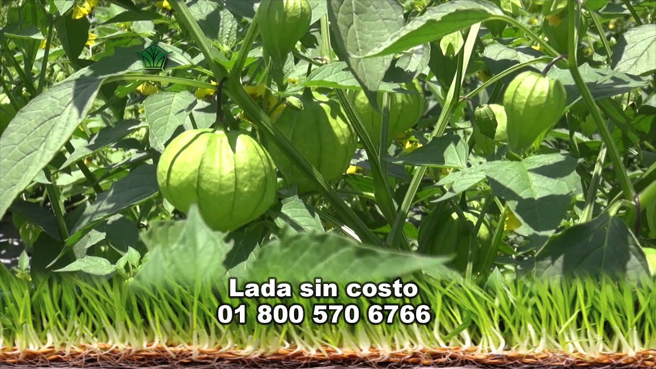 AgroScience, En un cultivo de Tomatillo o Tomate Verde.