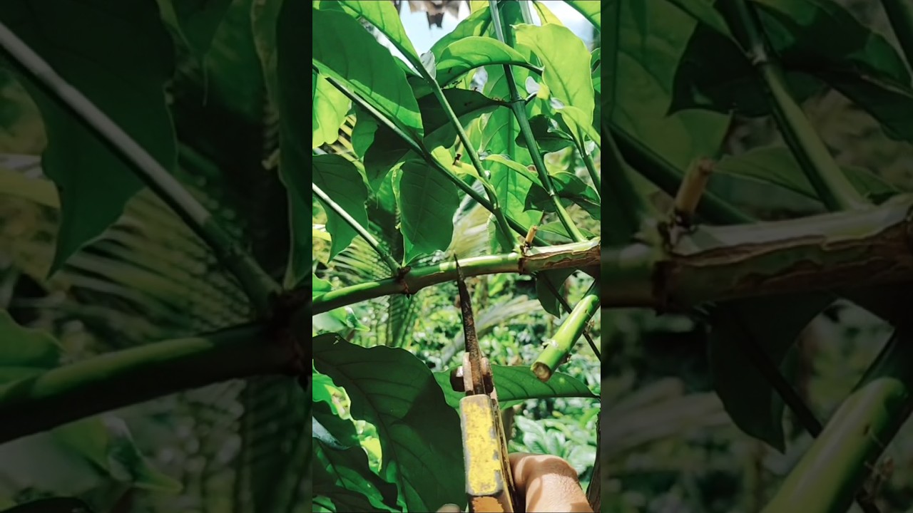 Klon Arsyad #klonarsyad #kebun #kebunkopi #perkebunankopi #bali #perkoba