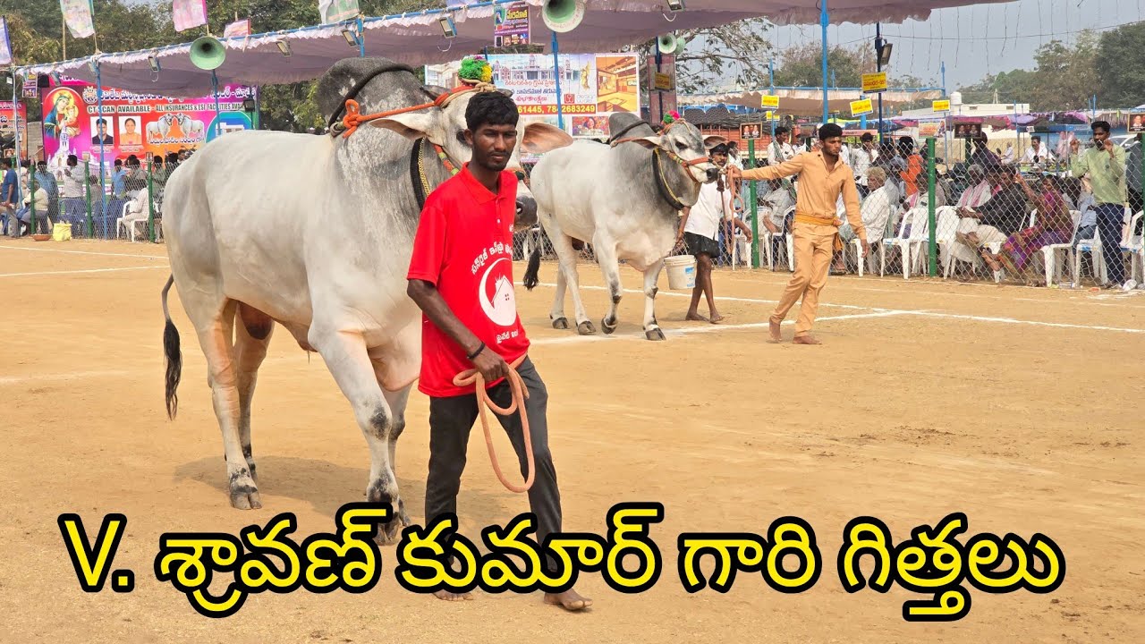 రెంటచింతల సబ్ జూనియర్స్ 7జత. శ్రావణ్ కుమార్ గారు. చంద్రకల్ గ్రామం. పెద్దకొత్తపల్లి మండలం 3080.8