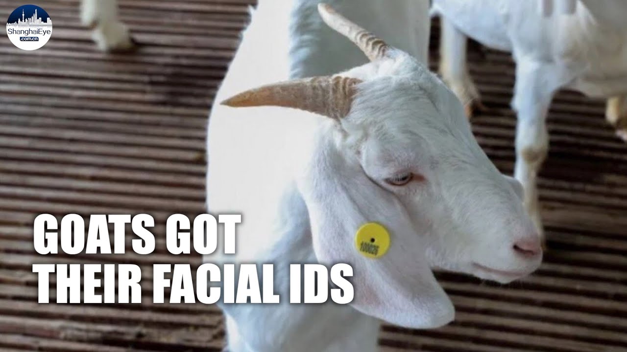 EYE-OPENING! Goats got facial IDs to get their health checked in Shanghai farm