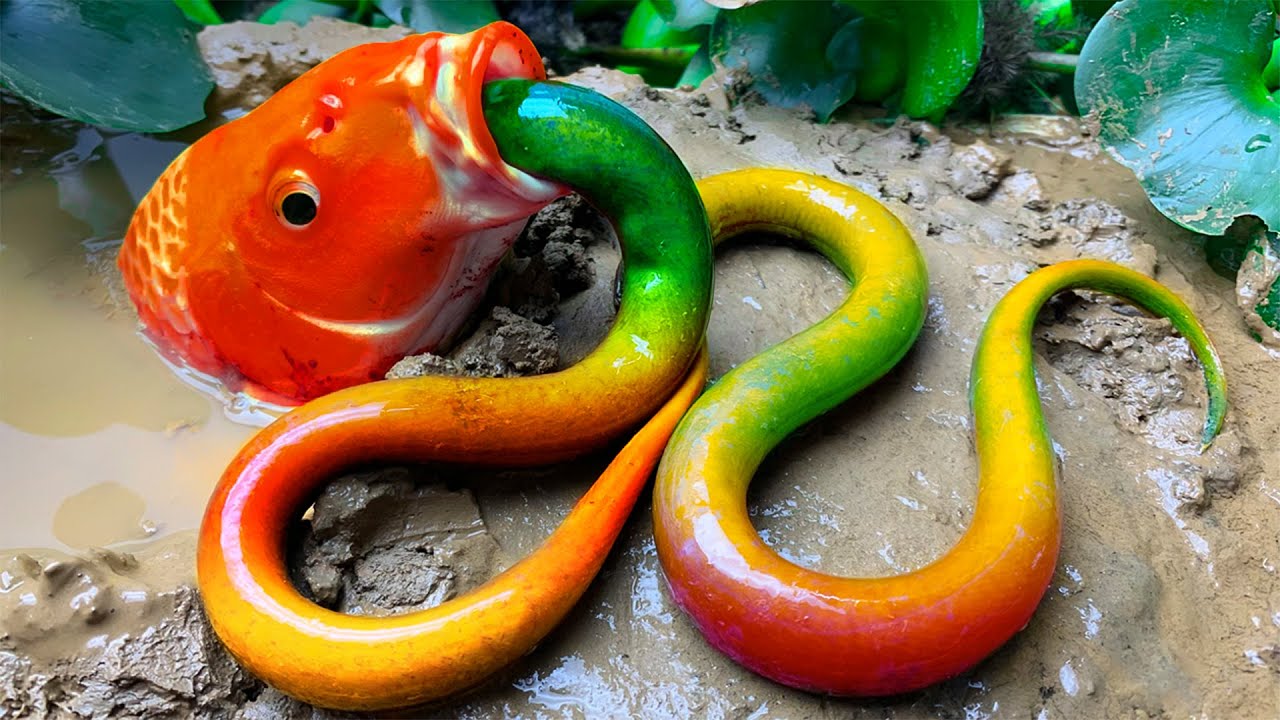 Stop Motion ASMR - Perangkap belut pelangi, tokek Tokay, ikan hias, belut besar di lubang lumpur