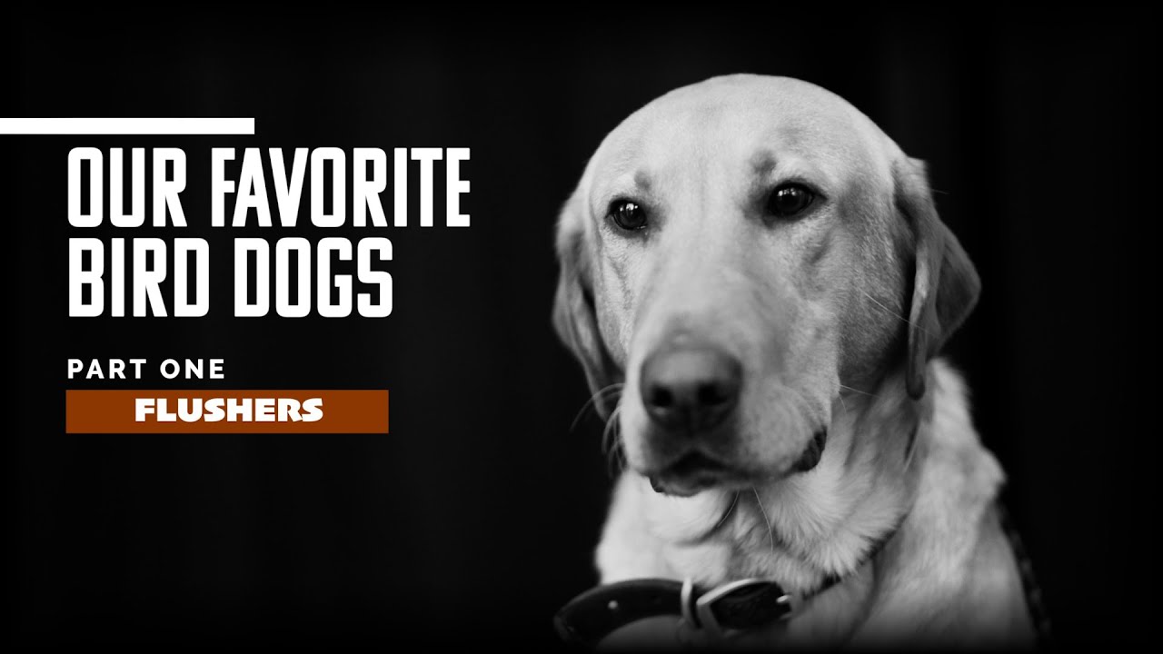 Our Favorite Bird Dogs Pt. 1 — Flushers