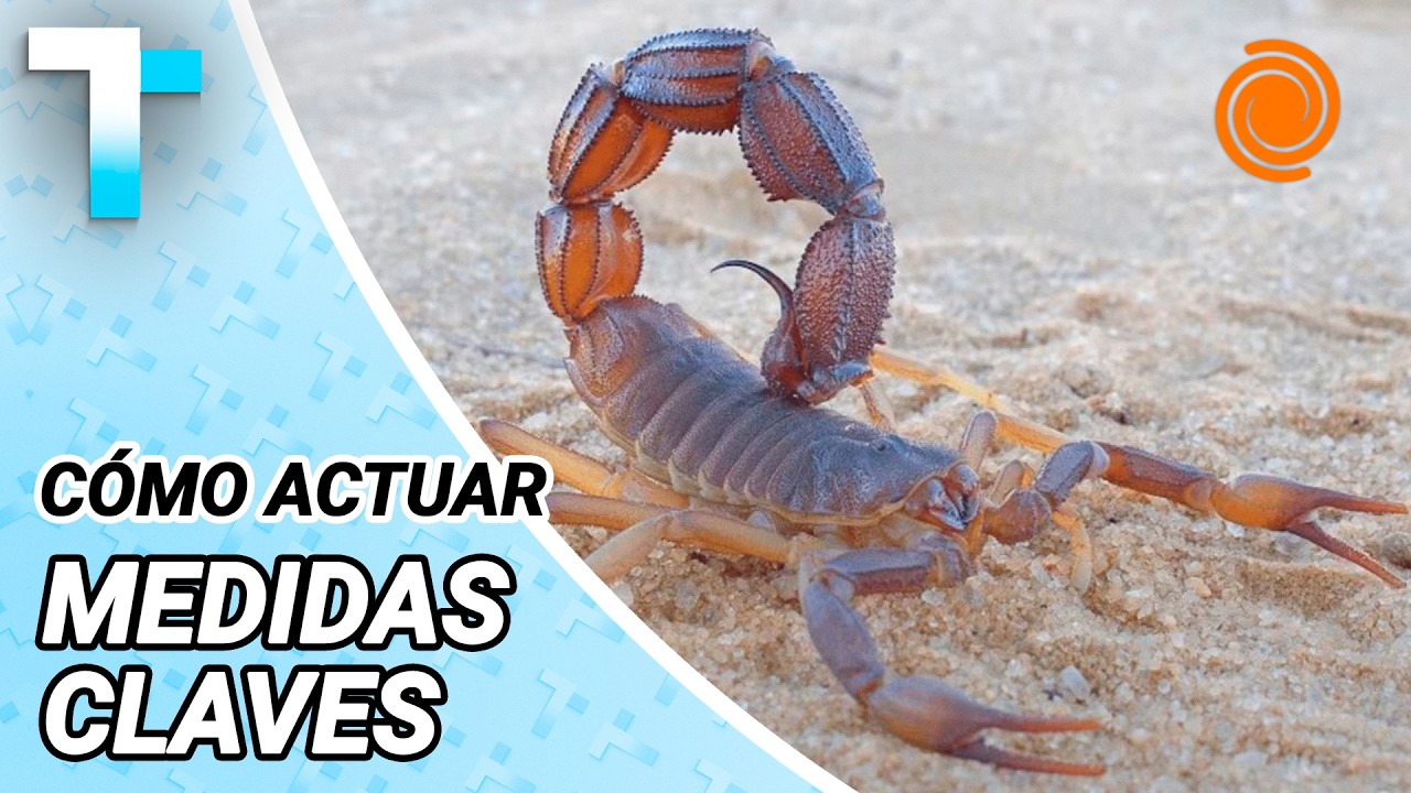 Qué hacer ante una picadura de alacrán y cómo saber si es VENENOSO