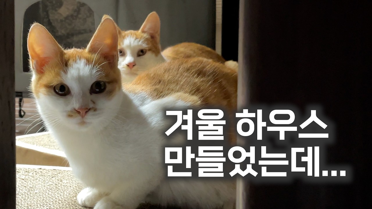 장모님 댁 마당냥이들의 첫 겨울 추천 받은 따뜻한 겨울집으로 업그레이드했어요!