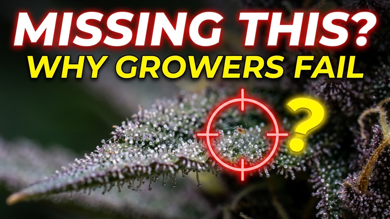 Day 28 Flower Check Buff Berries Series pt6 | Why Most Growers Miss This
