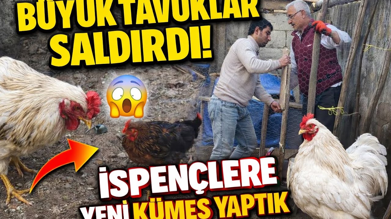 200 TL İLE TAVUK KÜMESİ YAPILIR MI? SONUÇ HARİKA 