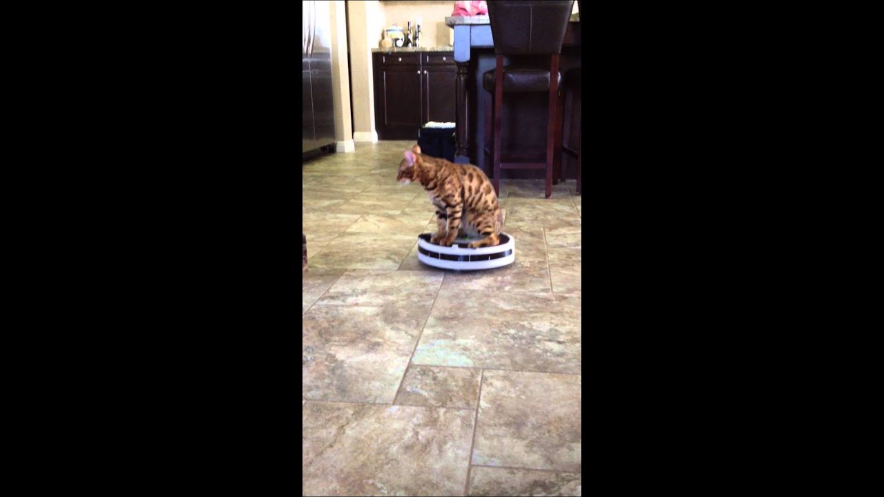 Vacuum riding bengal!