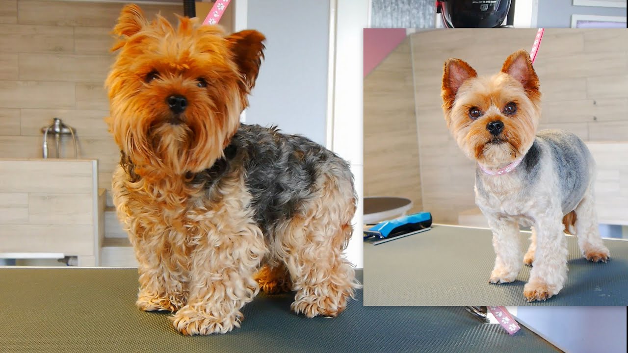 Oops! I need a groomer! Grooming Matted Yorkie