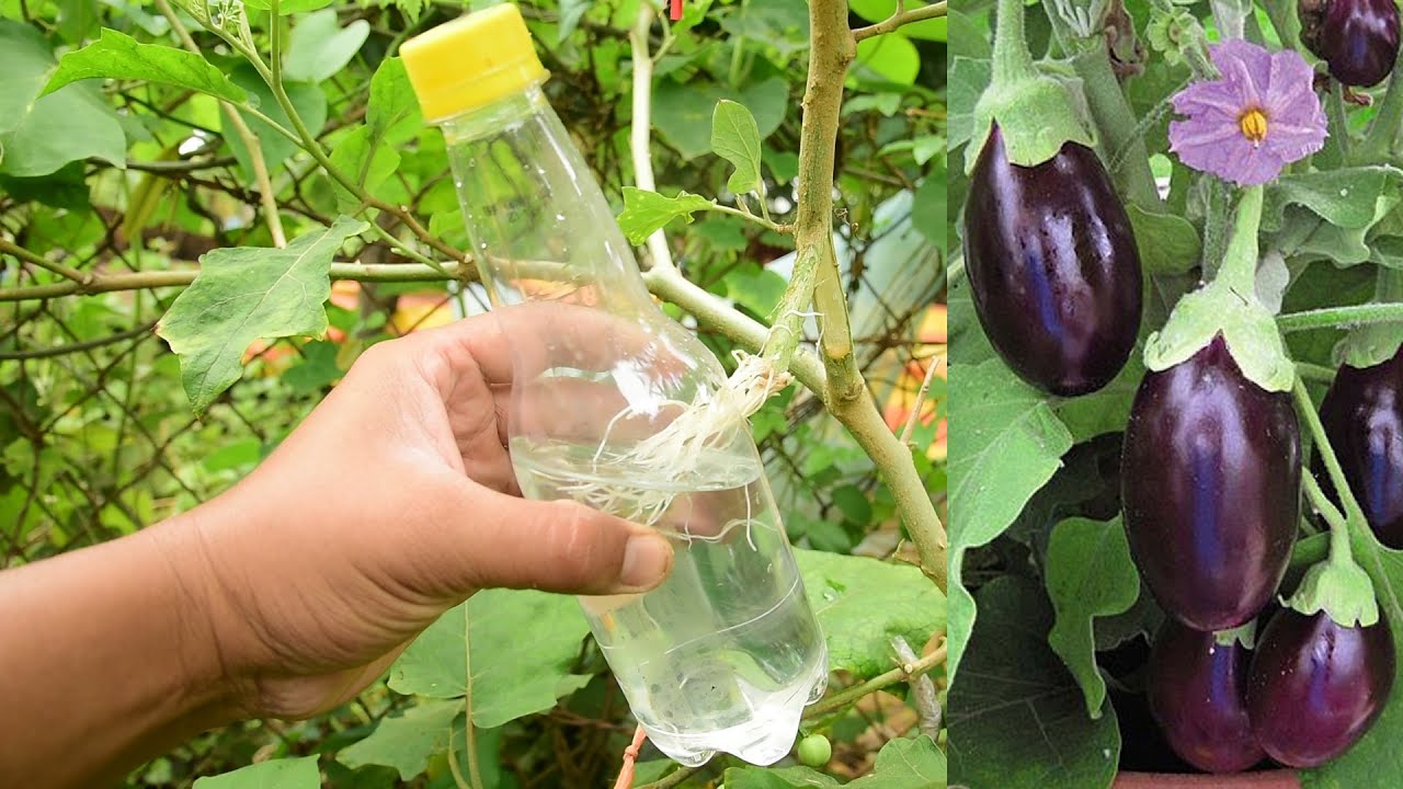 Grafting Eggplant with Water, Super easy and fast rooting
