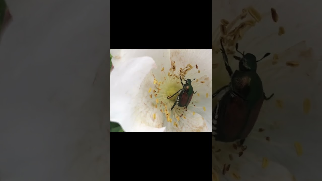 Beetle on flower #beetle #flowers #flower #pollination #pollinating