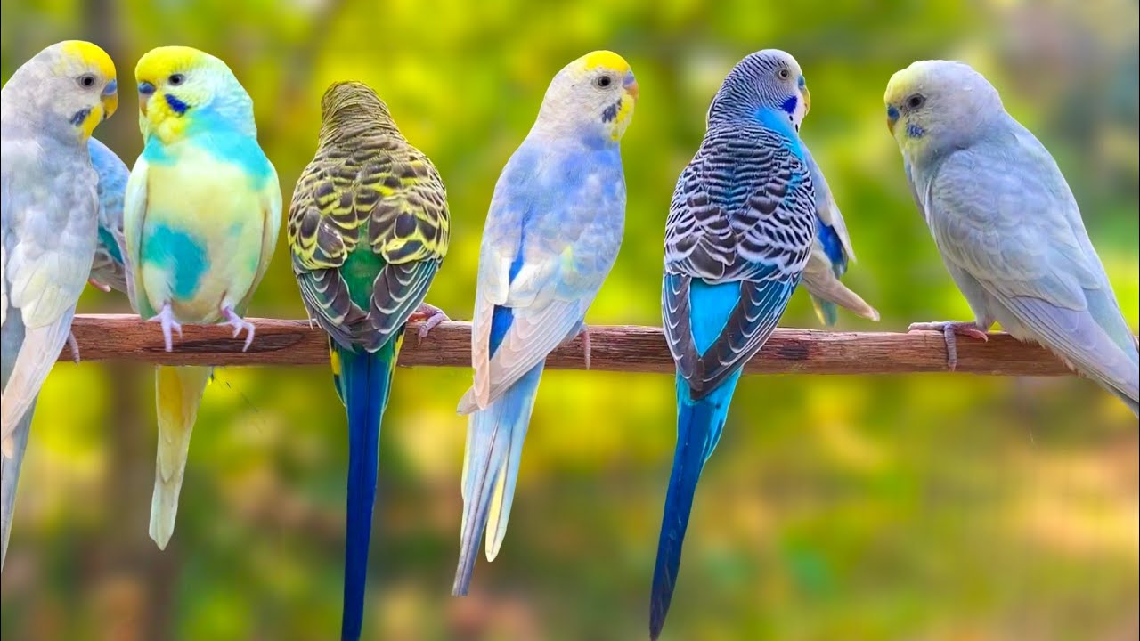 8 Hours of Non-Stop Cheerful Budgies! Enjoy the cutest moments of these playful parrots all day